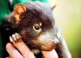 波諾朗野生動物園