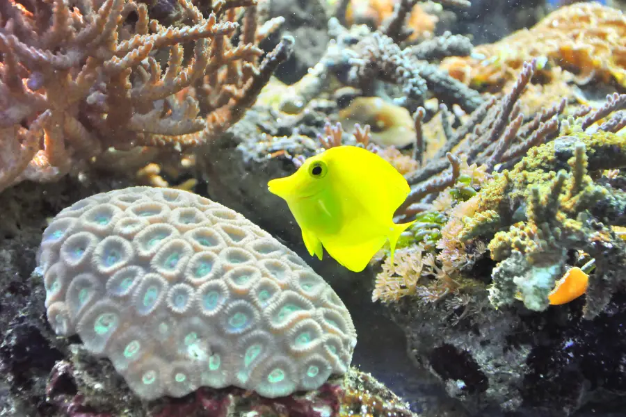 ロンドン水族館