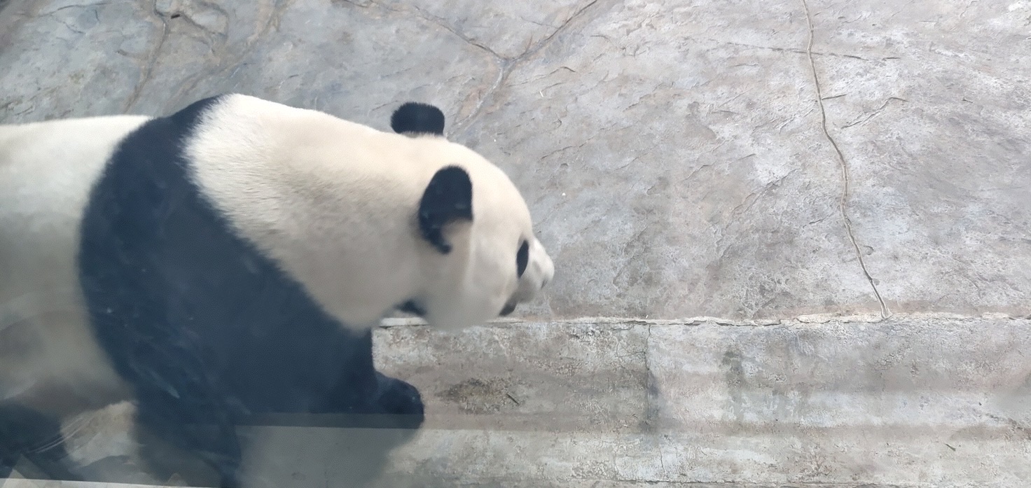 石家荘 石家荘市動物園 評判 案内 トリップドットコム