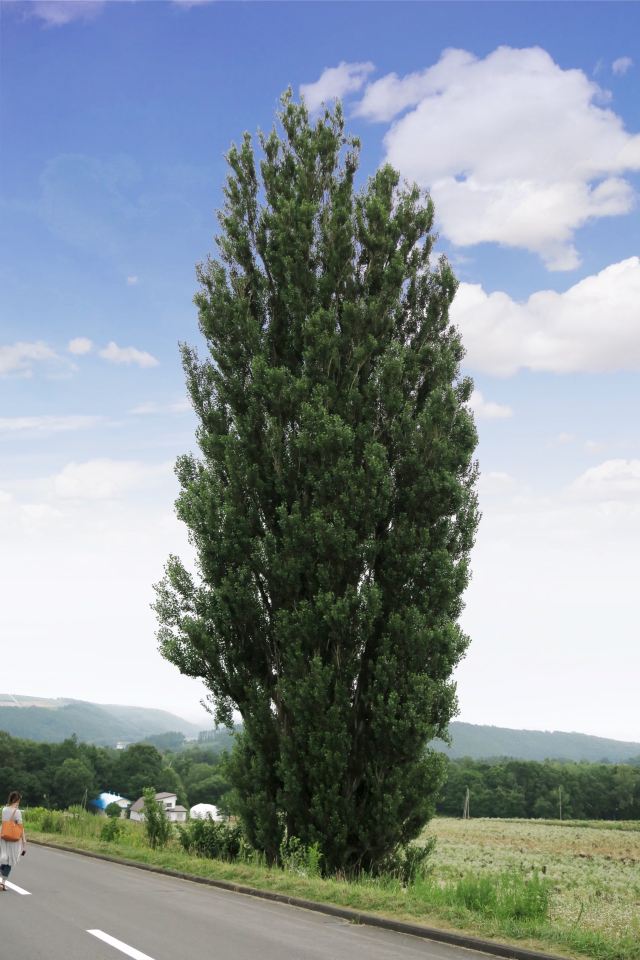 Tree of Ken and Mary