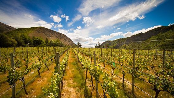 Gibbston Valley Winery & Restaurant