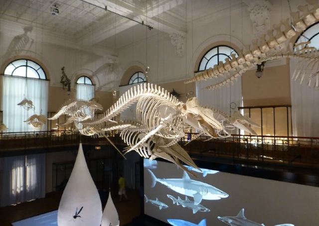 Oceanographic Museum
