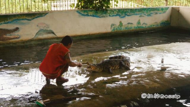 鱷魚農場