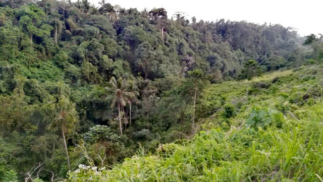 Campuhan Ridge Walk