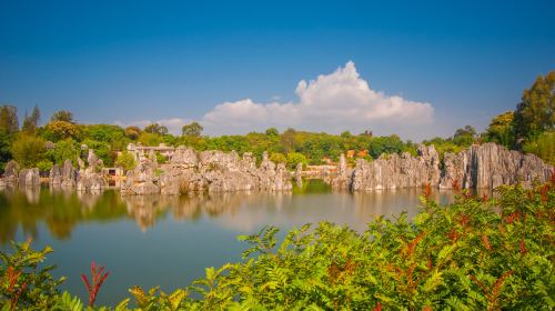 Stone Forest