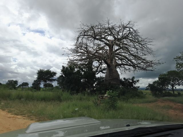 Mikumi National Park