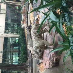 white tiger User Photo
