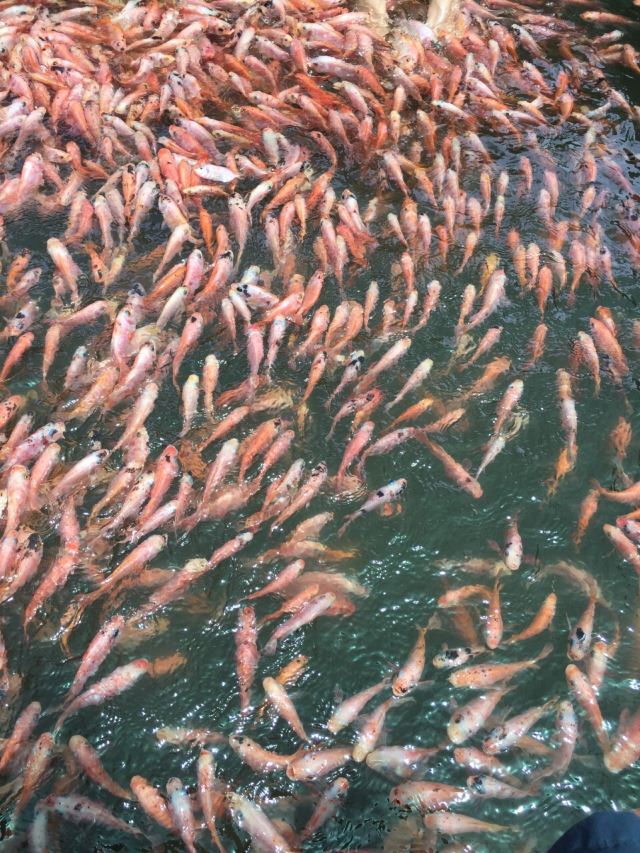 本托塔紅樹林