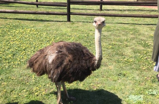鴕鳥農場