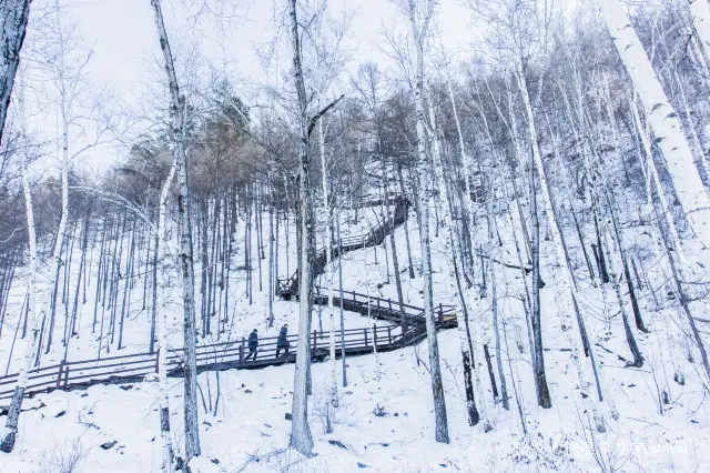 Birch Forest Sightseeing in Mohe