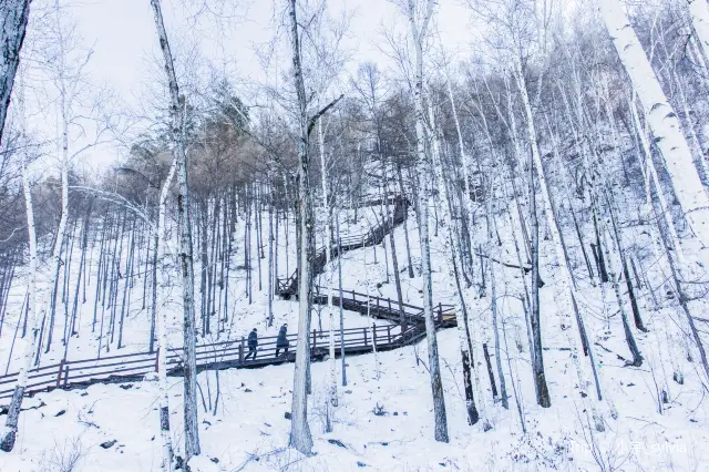 Birch Forest Viewing in Mohe