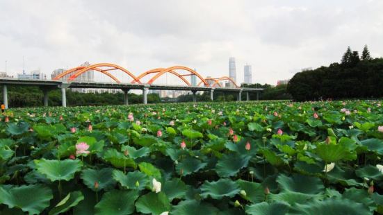深圳洪湖公园位于罗湖区闹市中心，东起洪湖东路和文锦北路，西至