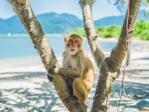 Monkey Island