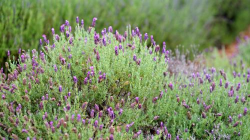 Ali'i Kula Lavender