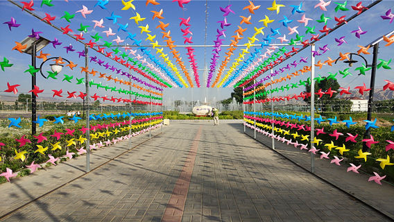 Yellow River Girl Lavender Garden