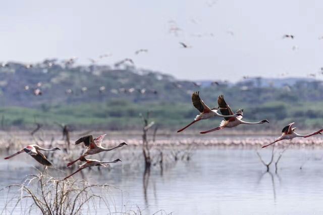 Lake Bogoria