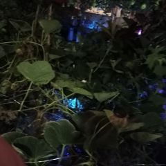 Laozihaonongjiayan User Photo