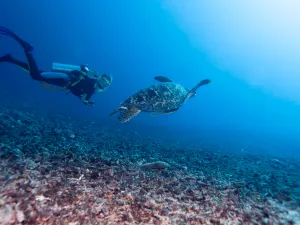 Diving in Lombok