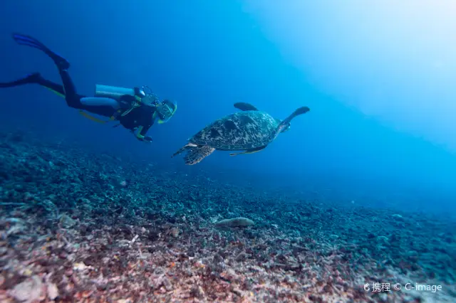 龍目島潛水