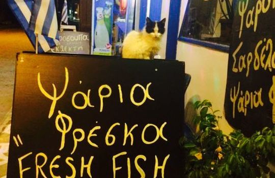 Esperos Ichtis Fish Tavern