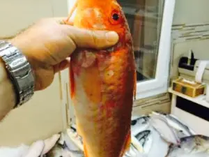 Gumusluk Balik Pisirme Evi