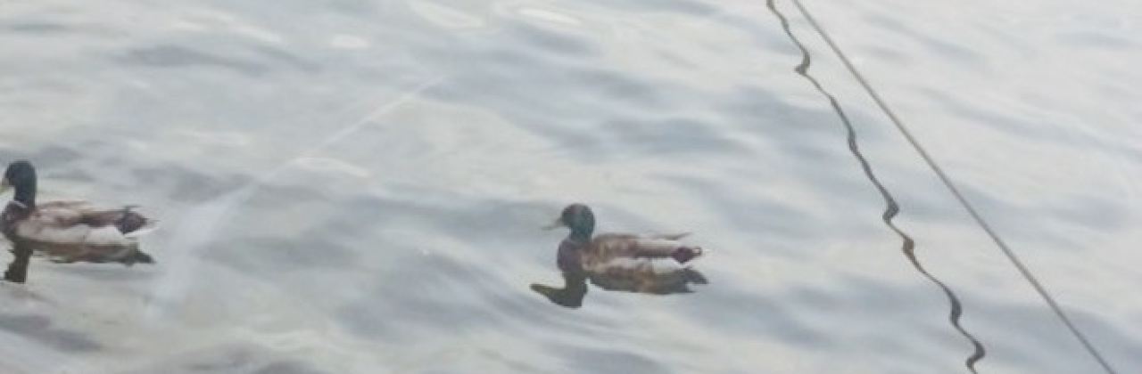 Shorty Pants Lounge and Marina