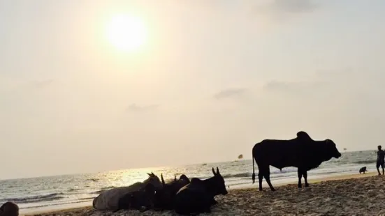 The Bongo Beach Shack