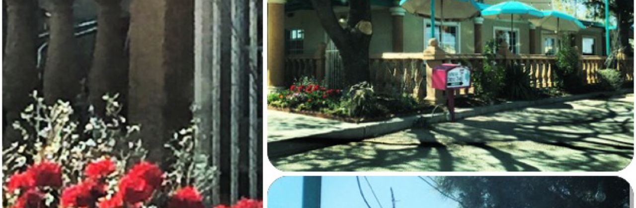 Rosa's Café & Tortilla Factory