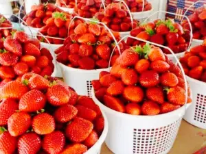 Strawberry Hill USA- PRODUCE SHED