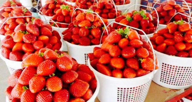 Strawberry Hill USA- PRODUCE SHED