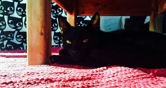 Le Chat Noir