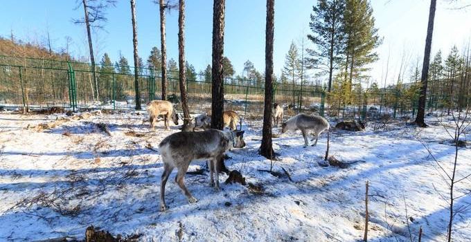 Xing'an Reindeer Park