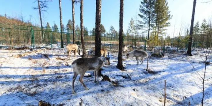 興安馴鹿園