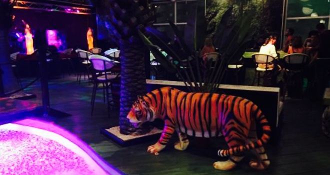 Zoo Rock Cafe Sxm