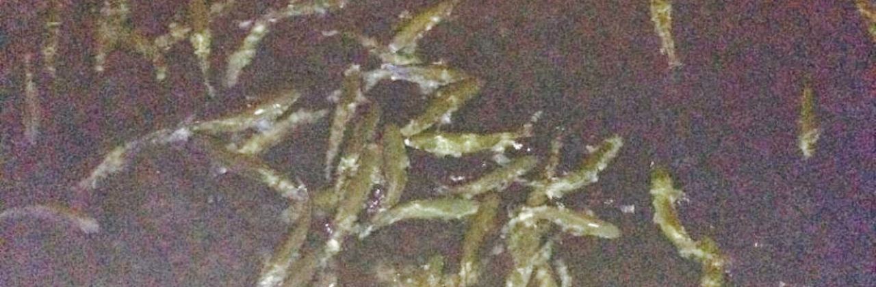 Alliance Restaurant Cesme