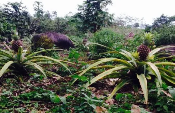 Otoy Restaurant Organic Farms