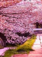 Cherry Blossom Garden in Pingba Farm