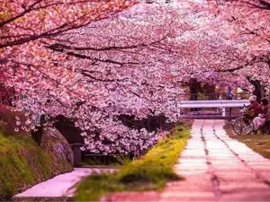 Cherry Blossom Garden in Pingba Farm