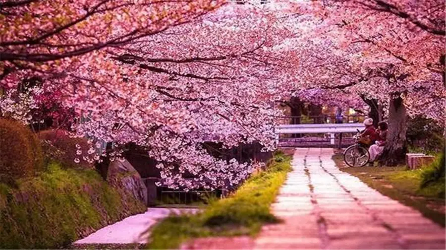 Cherry Blossom Garden in Pingba Farm