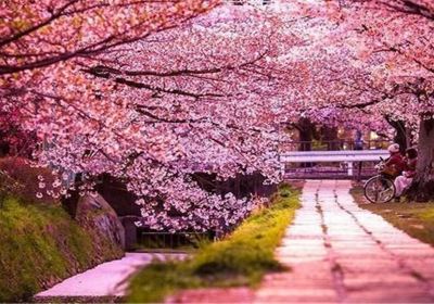 Cherry Blossom Garden in Pingba Farm