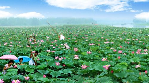 Weishan Lake National Wetland Scenic Area