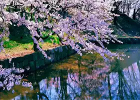 Crabapple Flower Sea