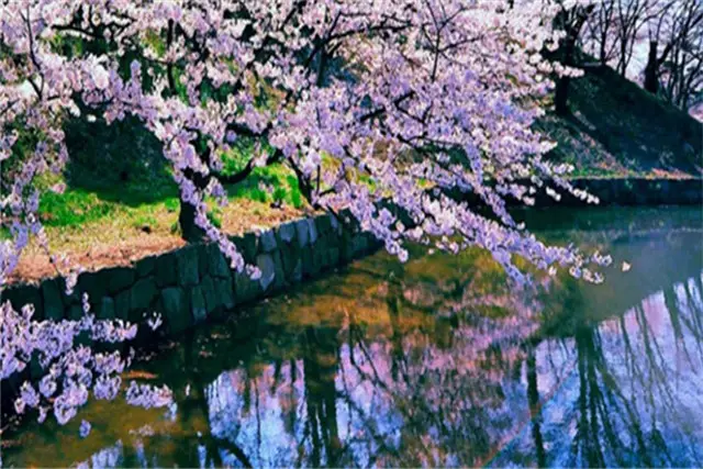 Crabapple Flower Sea