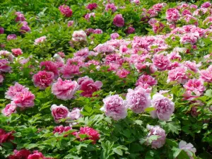 鄭州植物園
