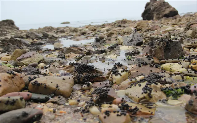 Beachcombing in Yantai