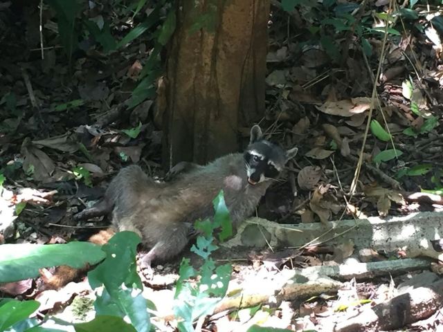 Manuel Antonio National Park