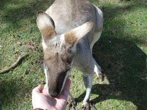 Kangaroo Feeding in Brisbane