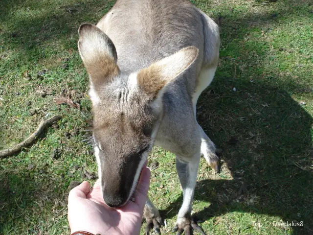 Kangaroo Feeding in Brisbane