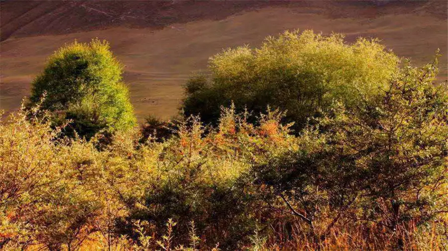 2_Seabuckthorn Forest Wetland Park Scenic Area