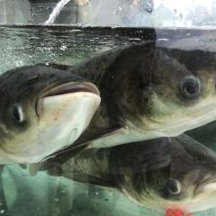 鱼吃渔醉湖鲜馆 User Photo